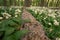 Bear garlic in the forest