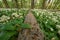 Bear garlic in the forest