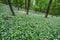 Bear garlic in the spring forest