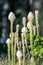 Bear Grass Blooms in mount spokane park