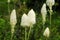 Bear grass flowers in waterton