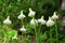 Bear grass flowers in waterton