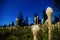 Bear Grass in the Huckleberry Fields of Mt.Adams