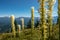 Bear Grass On Huckleberry Mountain Looking Back Toward Glacier