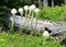 Bear grass, Mount Rainier National Park