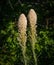 Bear Grass in the Oregon Cascades