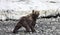 Bear or grizzly bear walks quickly along a rocky shore against the background of melting ice