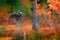 Bear hidden in orange red forest. Autumn trees with bear. Beautiful brown bear walking around lake with fall colours. Dangerous an