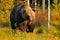 Bear hidden in yellow forest. Autumn trees with bear. Beautiful brown bear walking around lake with fall colours. Dangerous animal