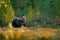 Bear hidden in yellow forest. Autumn trees with bear. Beautiful brown bear walking around lake with fall colours. Dangerous animal