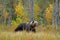 Bear hidden in yellow forest. Autumn trees with bear. Beautiful brown bear walking around lake with fall colours. Dangerous animal