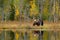 Bear hidden, yellow forest. Autumn trees with bear, mirror reflection. Beautiful brown bear walking around lake, fall colours. Dan