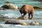 Bear hunting salmon in a river