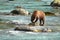 Bear hunting salmon in a river