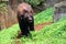 Bear in the Indonesian Safari Park