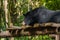 Bear at Kouangxi Water Fall. Luang Prabang, Laos