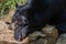 Bear at Kouangxi Water Fall. Luang Prabang, Laos