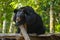 Bear at Kouangxi Water Fall. Luang Prabang, Laos