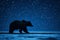 Bear leaps in the vast starry sky, with dynamic composition, starry background, AI Generative