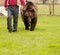 Bear on a leash