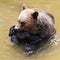 Bear licking his paw (Ursus arctos)