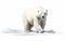 Bear Majesty Unveiled on White Background