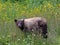 Bear in meadow with summer flowers, Canada