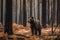Bear in the middle of a burnt forest. Generative Ai