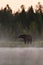 Bear in the mist with water reflection, bear in scenic landscape