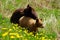 Bear mother and cub standing close in dandelion meadow looking in opposite directions