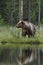 Bear next to water. Bear in the coast. Bear near the pond with reflection. Bear with reflection.