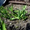 Bear onion sprouts in the garden in spring