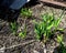 Bear onion sprouts in the garden in spring
