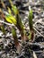 Bear onion sprouts in the garden in spring