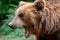 Bear with open muzzle. Portrait of brown kamchatka bear