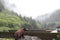 Bear overlooking the Forest in Alaska