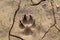 Bear Paw Print