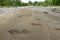 Bear paw prints in sand on Alaskan river bed