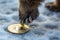 Bear paw stomping and holding down bitcoin shiner.