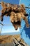 Bear pelt hanging in Inuit community, Alaska, US