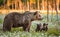 She-bear and playfull bear cubs. White flowers on the bog in the summer forest.