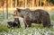 She-bear and playfull bear cubs. White flowers on the bog in the summer forest.