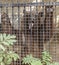 Bear posing behind bars in a zoo