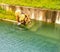 A Bear preparing to jump into water in Bern Bear Pit Barengraben in Bern Bear Park, Berne, Switzerland, Europe.