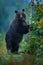 Bear rise up, get on one`s hind legs, with larch autumn tree. Brown bear before winter. Slovakia mountain Mala Fatra, green fores