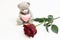 Bear and rose on a white background