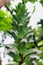 Bear`s breeches, sea dock, bearsfoot, oyster plant, Acanthus mollis