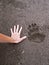 Bear`s paw trace compared to human hand in the mud