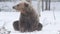 The bear shakes off the snow. Wild adult Brown bear s in the snow. Blizzard in winter forest.  Scientific name: Ursus arctos.