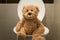 Bear sit on toilet closeup kids potty training